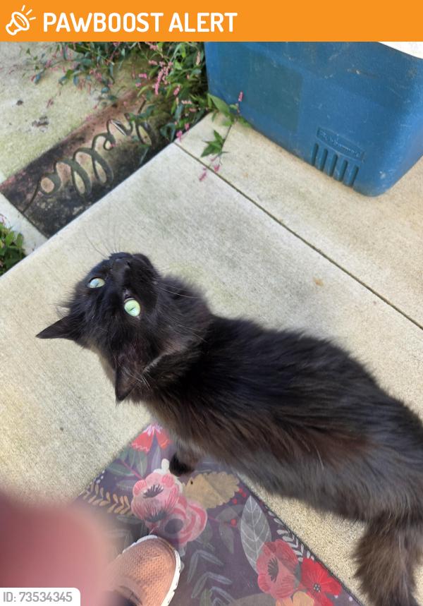 Found/Stray Unknown Cat last seen Close to routes 844 and 50, Independence Township, PA 15312