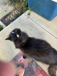 Found/Stray Unknown Cat last seen Close to routes 844 and 50, Independence Township, PA 15312