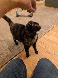 Reunited Female Cat last seen Birch drive and Eshelman mill road, Willow Street, PA 17584