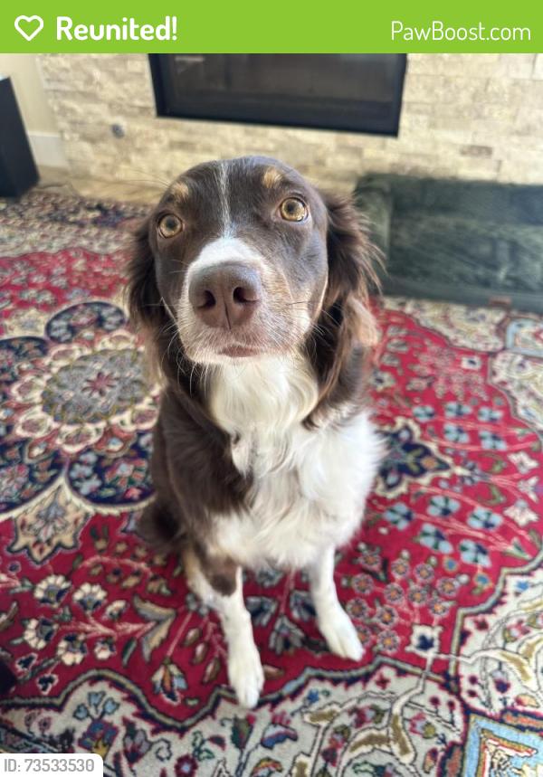 Reunited Female Dog last seen Oak and Shields (oak and Mack specifically), Fort Collins, CO 80521