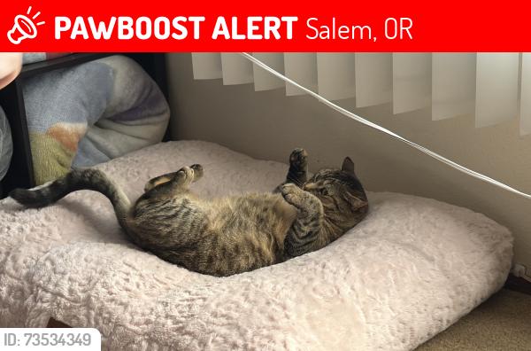 Lost Female Cat last seen 38th street, Salem, OR 97301