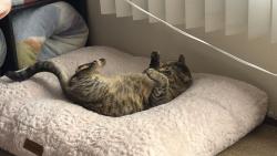 Lost Female Cat last seen 38th street, Salem, OR 97301