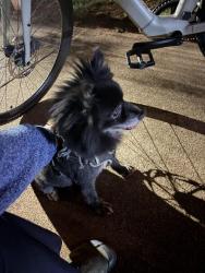 Reunited Male Dog last seen Whitefoord and Hardee, Atlanta, GA 30307