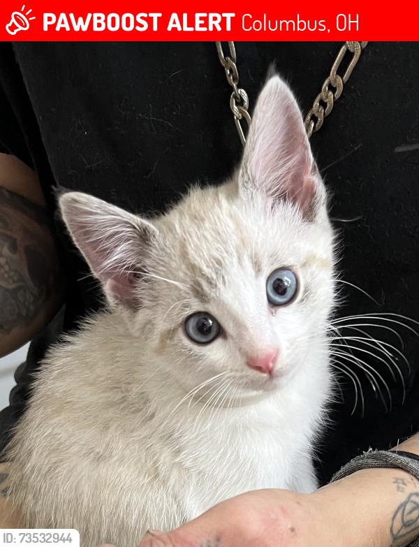 Lost Unknown Cat last seen Karl rd, Columbus, OH 43229