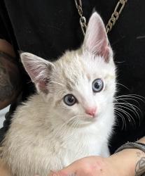 Lost Unknown Cat last seen Karl rd, Columbus, OH 43229
