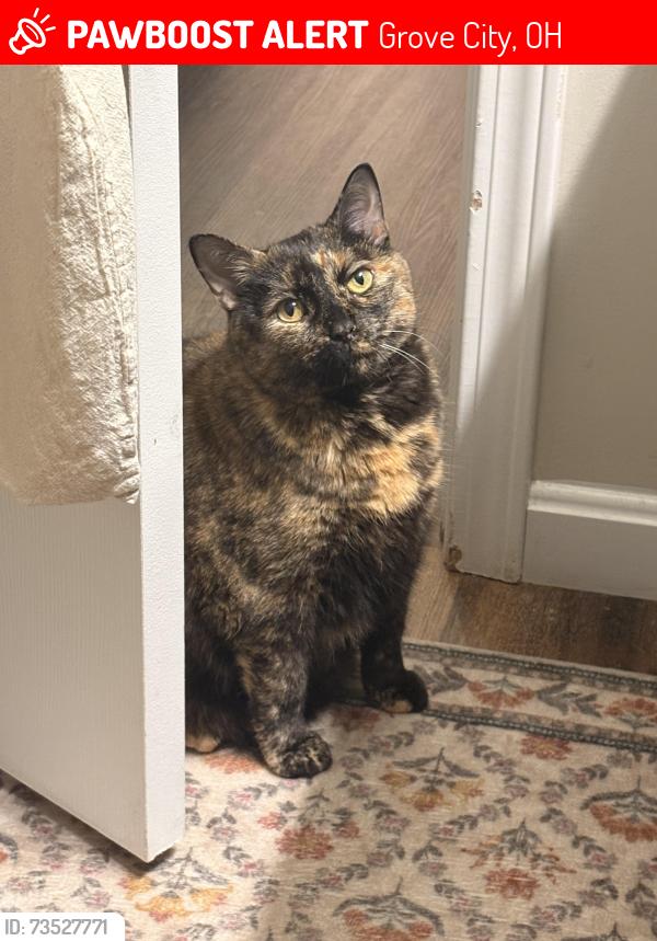 Lost Female Cat last seen Marnell dr Grove city, oh 43123, Grove City, OH 43123