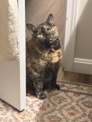Lost Female Cat last seen Marnell dr Grove city, oh 43123, Grove City, OH 43123