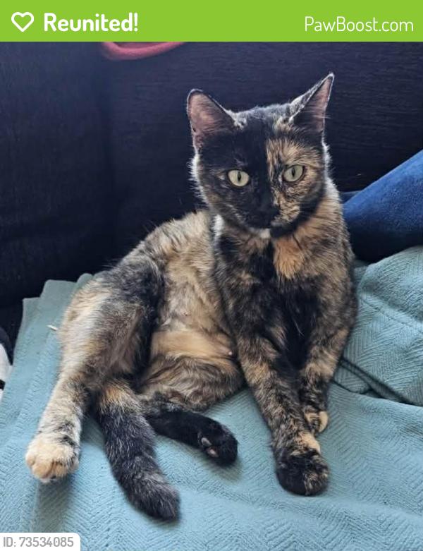 Reunited Female Cat last seen 11st Dr and Orchard, Golden Heights, Golden, CO 80401