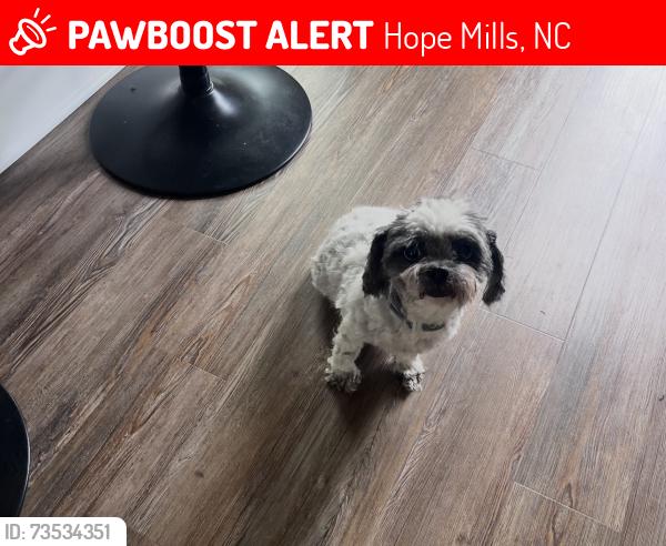Lost Female Dog last seen Black bridge, Hope Mills, NC 28348