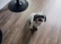 Lost Female Dog last seen Black bridge, Hope Mills, NC 28348