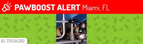 Lost Female Cat last seen ACROSS FROM PARK, Miami, FL 33137