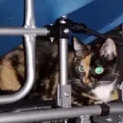 Lost Female Cat last seen ACROSS FROM PARK, Miami, FL 33137