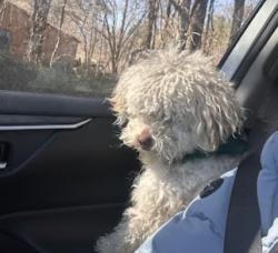 Reunited Male Dog last seen Near giles circle, Norfolk, VA 23513