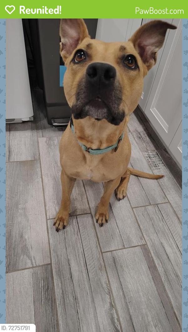 Reunited Female Dog last seen Near N Natchez Ave, Chicago, IL 60634