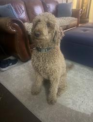 Lost Female Dog last seen Hey 44 Crooked Creek, Eatonton, GA 31024