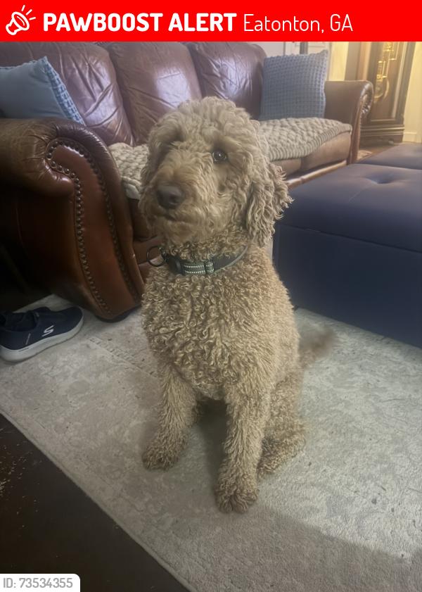 Lost Female Dog last seen Hey 44 Crooked Creek, Eatonton, GA 31024