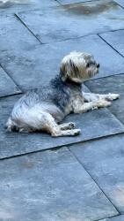Lost Male Dog last seen North Main turning into River Road, Essex, CT 06426