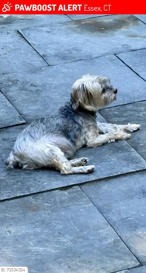 Lost Male Dog last seen North Main turning into River Road, Essex, CT 06426