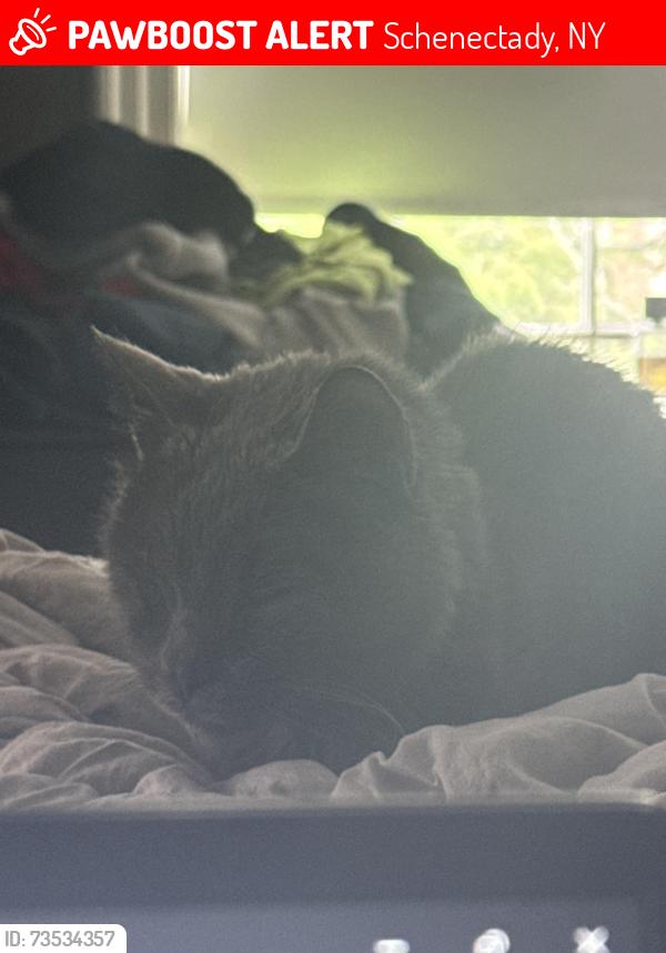 Lost Male Cat last seen Schenectady High School, Schenectady, NY 12308