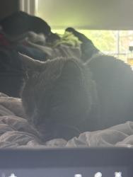 Lost Male Cat last seen Schenectady High School, Schenectady, NY 12308