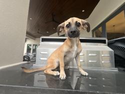 Found/Stray Male Dog last seen Our Lady of Guadalupe Catholic Church, Mission, TX 78572
