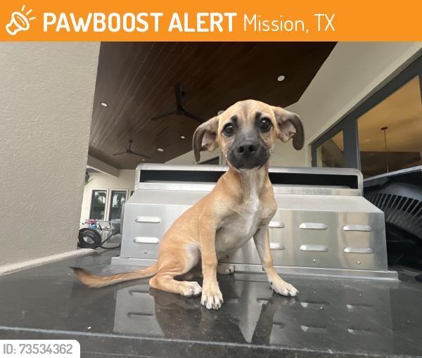 Found/Stray Male Dog last seen Our Lady of Guadalupe Catholic Church, Mission, TX 78572