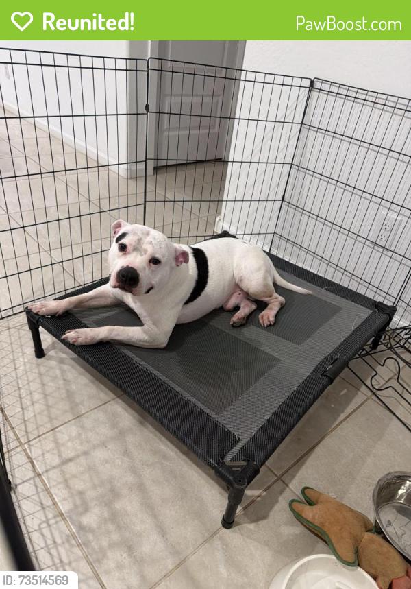 Reunited Male Dog last seen 99th ave and Indian school rd, Phoenix, AZ 85037