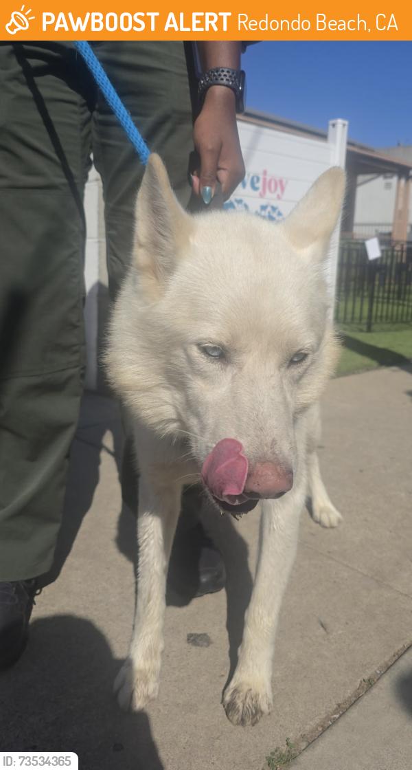 Found/Stray Male Dog last seen Near S Catalina Ave, Redondo Beach, CA 90277