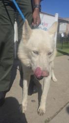 Found/Stray Male Dog last seen Near S Catalina Ave, Redondo Beach, CA 90277
