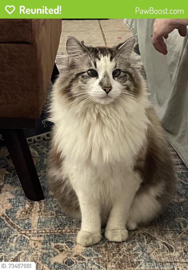 Reunited Male Cat last seen Eastside Dr and Rustic drive, Brandon, MS 39047