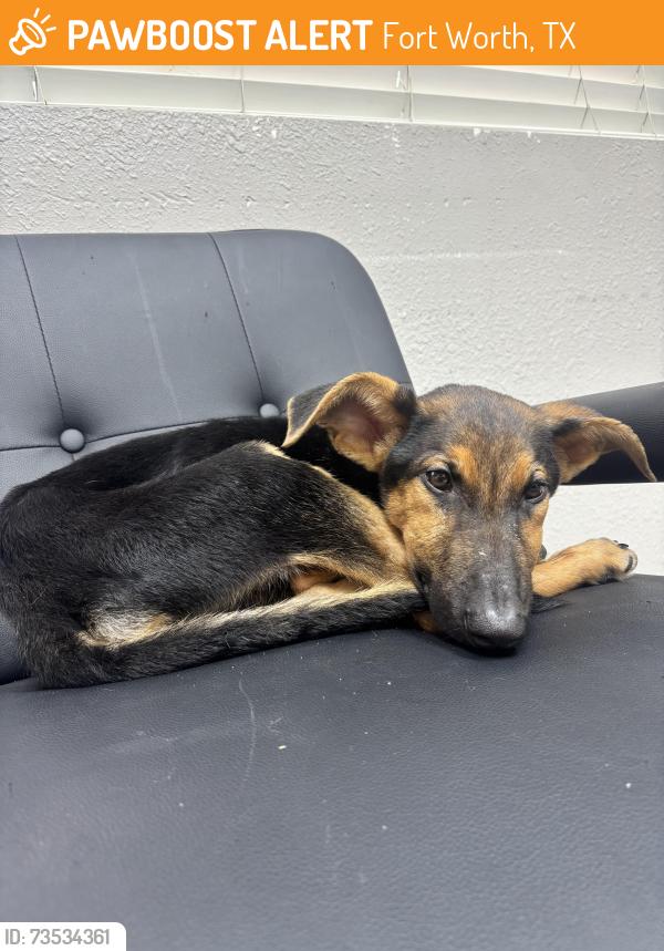 Found/Stray Male Dog last seen Near Love Circle Fort Worth Tx, Fort Worth, TX 76135