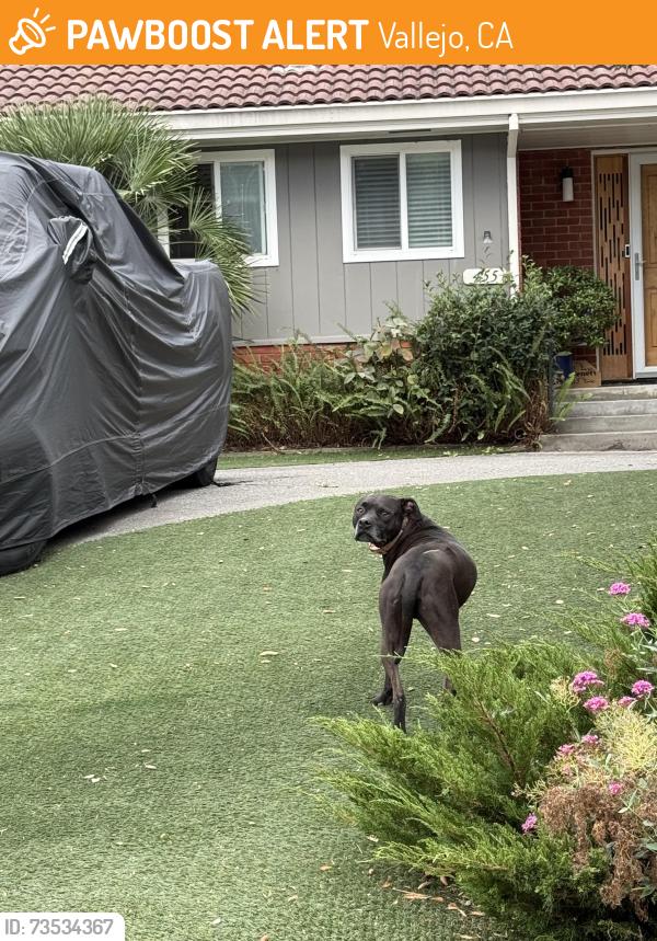 Found/Stray Unknown Dog last seen Near block of Valle Vista near Farallon Drive, Vallejo, CA 94590