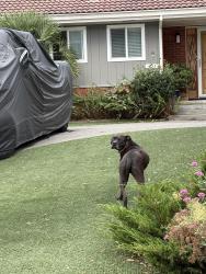 Found/Stray Unknown Dog last seen Near block of Valle Vista near Farallon Drive, Vallejo, CA 94590