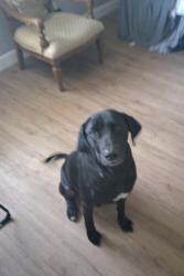 Reunited Male Dog last seen Near quail hollow rd east Clearwater Florida, Clearwater, FL 33761