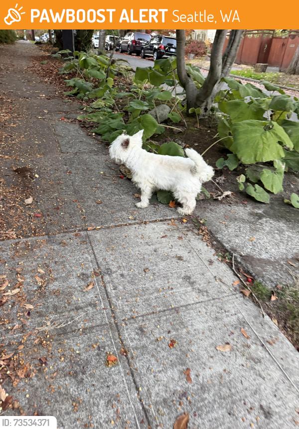 Found/Stray Unknown Dog last seen 36th Ave ne and ne 52nd, Seattle, WA 98105