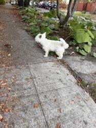 Found/Stray Unknown Dog last seen 36th Ave ne and ne 52nd, Seattle, WA 98105