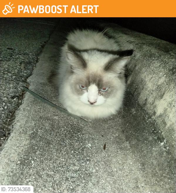 Found/Stray Unknown Cat last seen Walmart, West Palm Beach, FL 33409