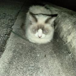 Found/Stray Unknown Cat last seen Walmart, West Palm Beach, FL 33409
