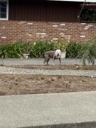 Found/Stray Unknown Dog last seen Near block of Valle Vista near Farallon, Vallejo, CA 94590