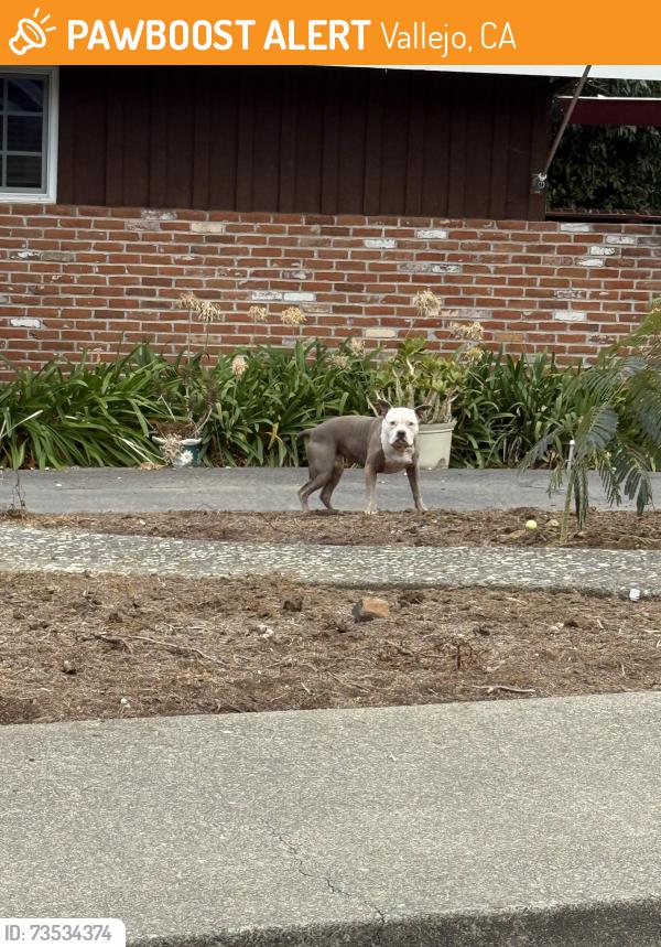 Found/Stray Unknown Dog last seen Near block of Valle Vista near Farallon, Vallejo, CA 94590