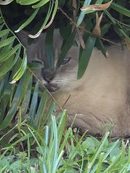 Reunited Unknown Cat last seen Jericho and Merivale, Casselberry, FL 32707