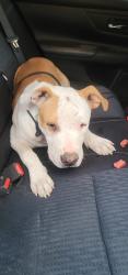 Found/Stray Male Dog last seen Lake Harbor Dr, Menifee, CA 92585