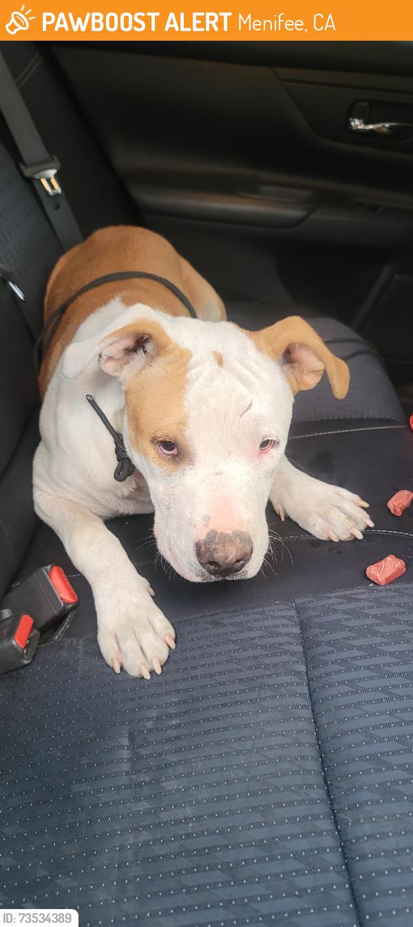 Found/Stray Male Dog last seen Lake Harbor Dr, Menifee, CA 92585