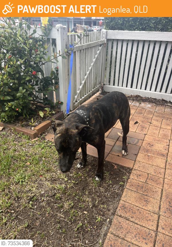Found/Stray Female Dog last seen Cnr sarah street and Haig road Loganlea, Loganlea, QLD 4131
