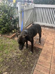 Found/Stray Female Dog last seen Cnr sarah street and Haig road Loganlea, Loganlea, QLD 4131