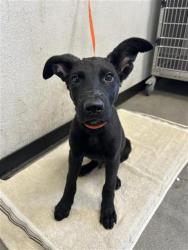 Shelter Stray Male Dog last seen Near BLOCK E LEWIS AVE, FRESNO CA 93701 1034, 5277 E Airways Blvd, Fresno, CA 93727, USA