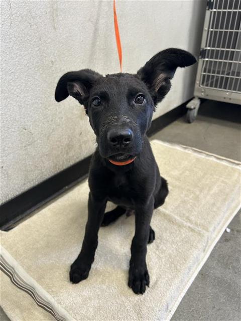 Shelter Stray Male Dog last seen Near BLOCK E LEWIS AVE, FRESNO CA 93701 1034, 5277 E Airways Blvd, Fresno, CA 93727, USA
