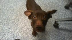 Shelter Stray Male Dog last seen CHARLOTTE, 8315 Byrum Dr, Charlotte, NC 28217, USA