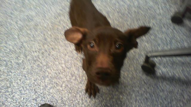 Shelter Stray Male Dog last seen CHARLOTTE, 8315 Byrum Dr, Charlotte, NC 28217, USA