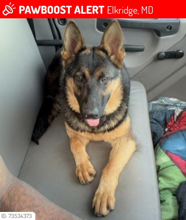 Lost Female Dog last seen Lyndsey Way, Elkridge, MD 21075